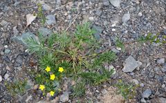 Potentilla bimundorum