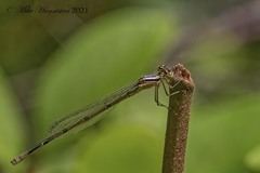 Enallagma doubledayi