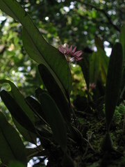 Bulbophyllum melanoglossum