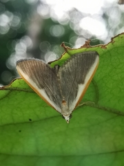 Pylartes subcostalis