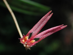 Bulbophyllum melanoglossum