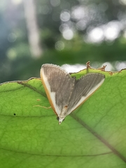 Pylartes subcostalis