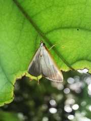 Pylartes subcostalis