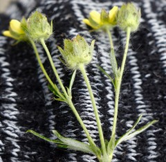 Potentilla bimundorum