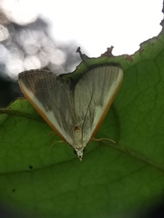 Pylartes subcostalis