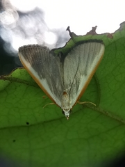 Pylartes subcostalis