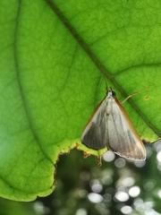 Pylartes subcostalis