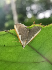 Pylartes subcostalis