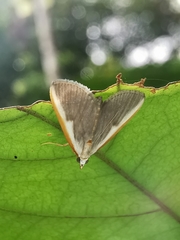 Pylartes subcostalis