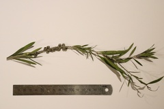Melaleuca paludicola