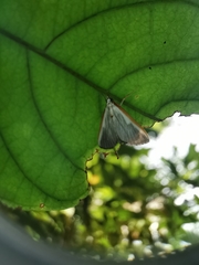 Pylartes subcostalis