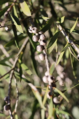 Melaleuca paludicola
