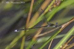 Lestes vigilax