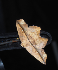 Polyacme dissimilis