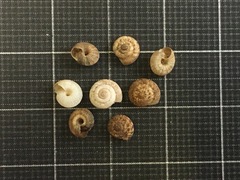 Microxeromagna lowei