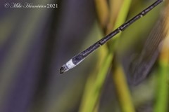 Lestes vigilax