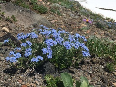 Eritrichium sericeum