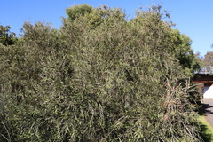Melaleuca paludicola