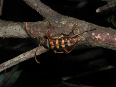 Leptura