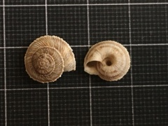 Xerocrassa davidiana