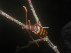 Leptura