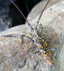 Monochamus marmorator