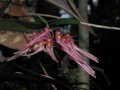Bulbophyllum melanoglossum