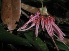 Bulbophyllum melanoglossum
