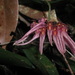 Bulbophyllum melanoglossum - Photo (c) lecanorchis, algunos derechos reservados (CC BY-NC)