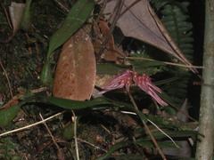 Bulbophyllum melanoglossum