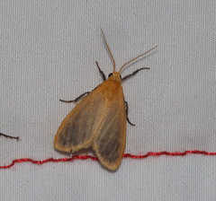 Symmetrodes sciocosma