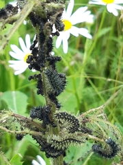 Aglais urticae