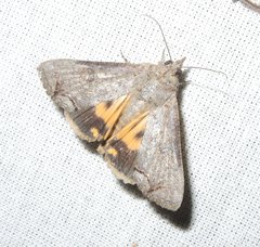Hypocala deflorata
