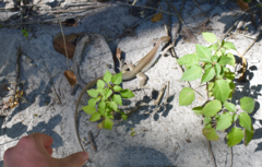 Pholidoscelis chrysolaemus