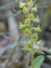 Teucrium siculum