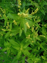 Mercurialis annua