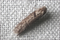 Ericrypsina chorodoxa