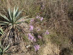 Symphyotrichum sericeum