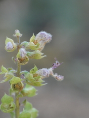 Teucrium siculum