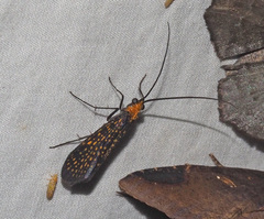 Stenopsychodes mjobergi