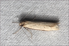 Philobota hypocausta