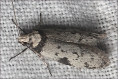 Philobota iphigenes