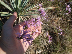 Symphyotrichum sericeum