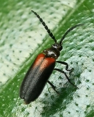 Drilaster latipennis