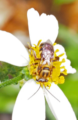 Mellitidia tomentifera