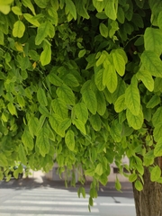 Robinia pseudoacacia
