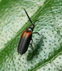 Drilaster latipennis
