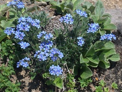 Eritrichium sericeum