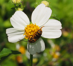 Mellitidia tomentifera