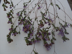 Symphyotrichum sericeum